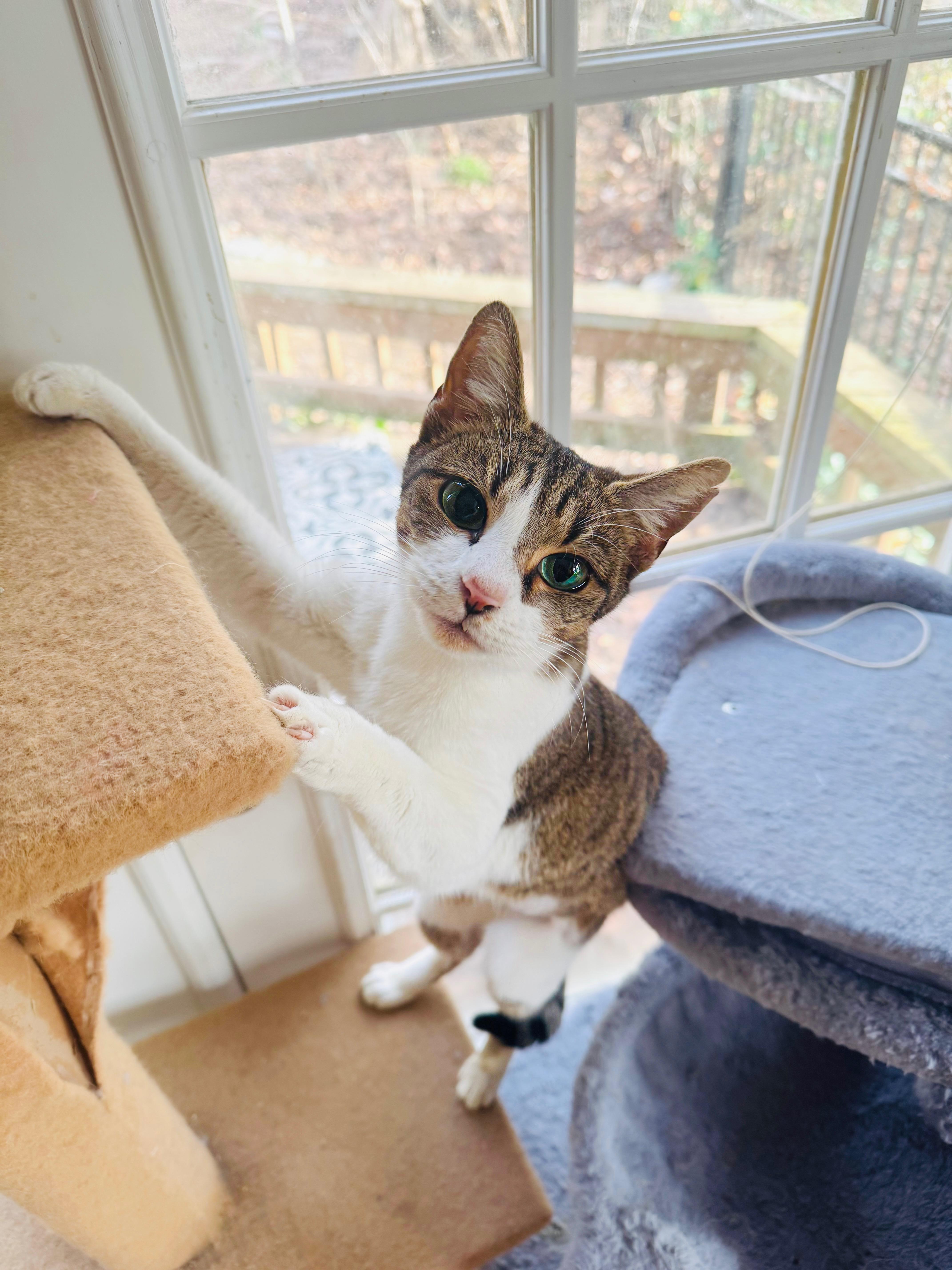 Enlarge Beaver, a Adoptable mixed breed in Mooresville, NC image 4/6