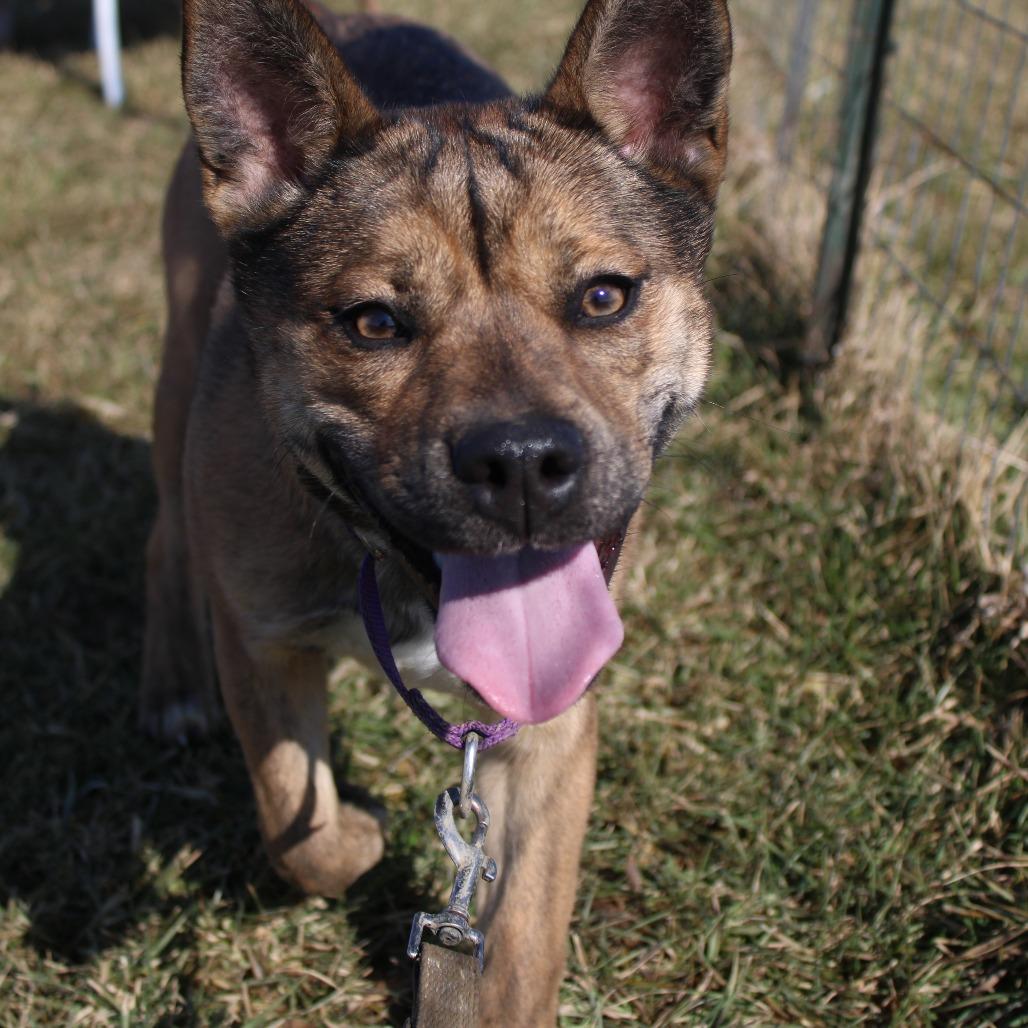 Sonya, Adoptable, Adult Female Cattle Dog & Pit Bull Terrier.