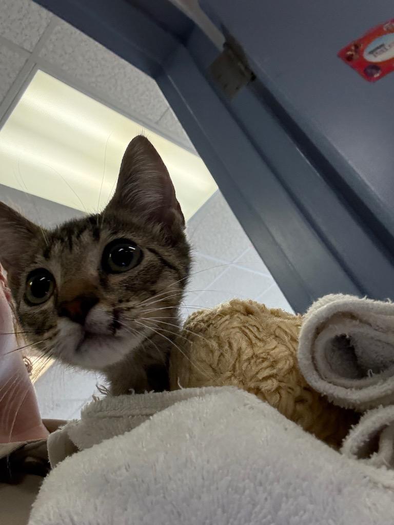 Cheerio, Adopted, Young Female Domestic Short Hair.