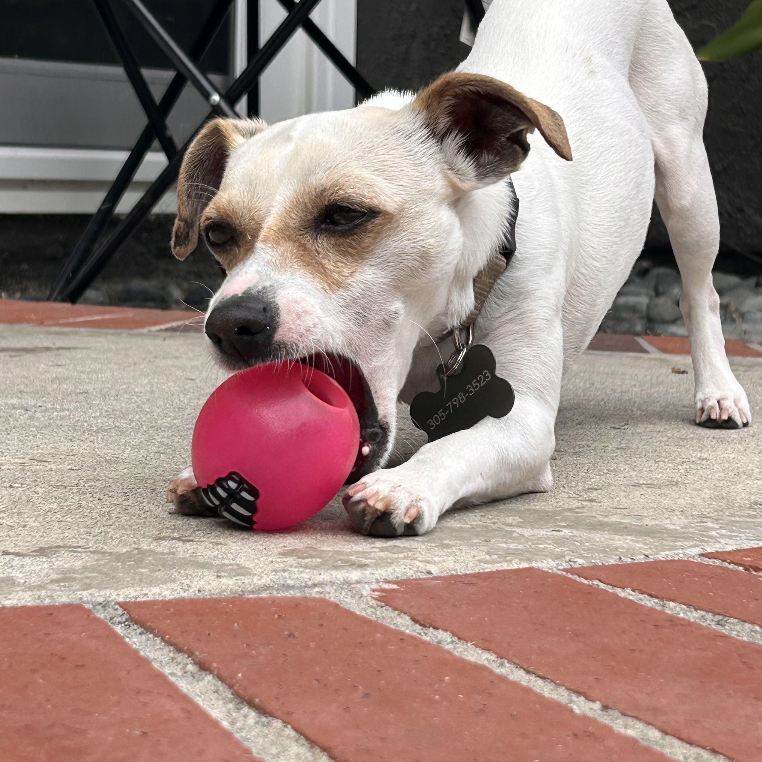Caleb, ADOPTABLE, Young Male Chihuahua & Jack Russell Terrier.