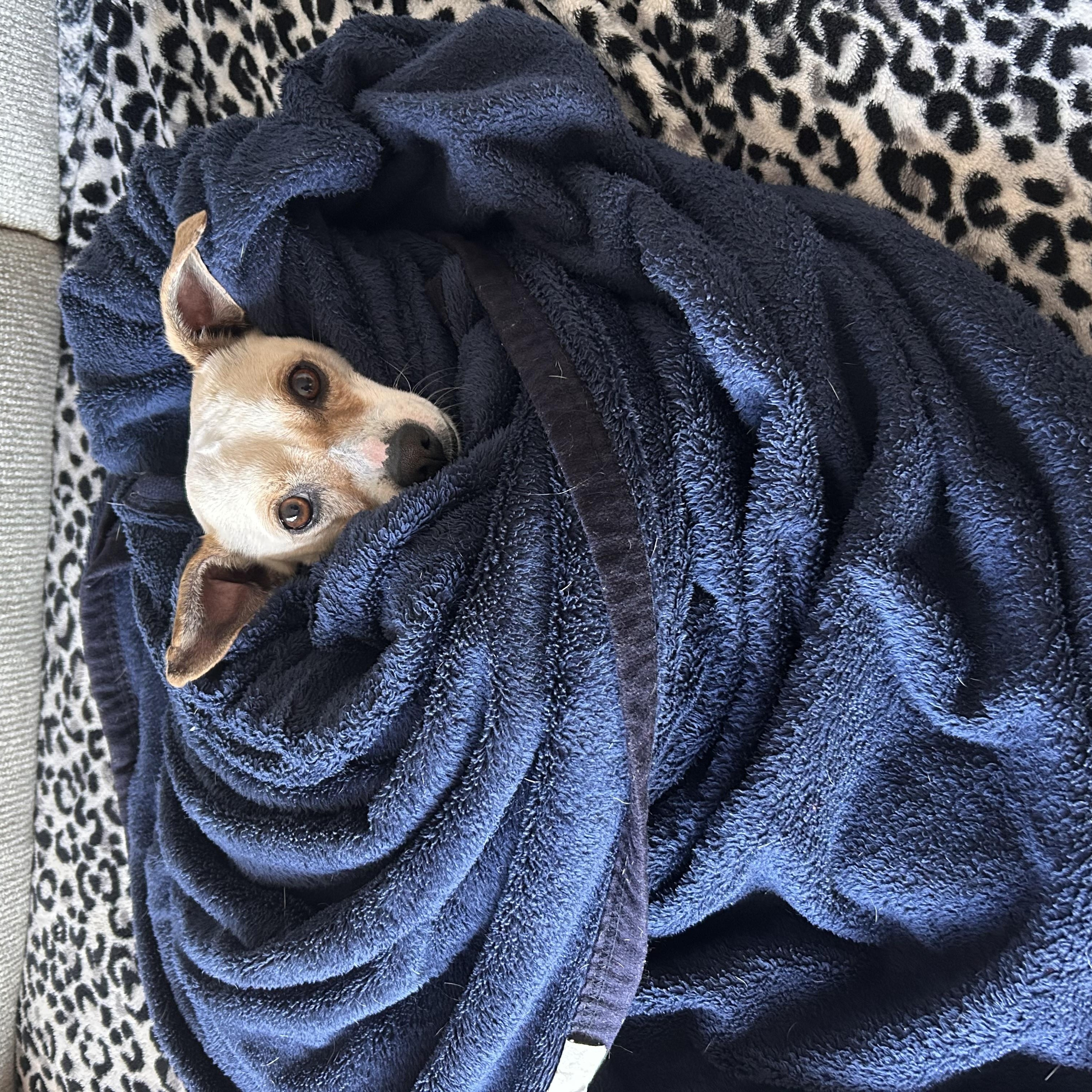Enlarge Caleb, a ADOPTABLE mixed breed in Huntington Beach, CA image 2/3