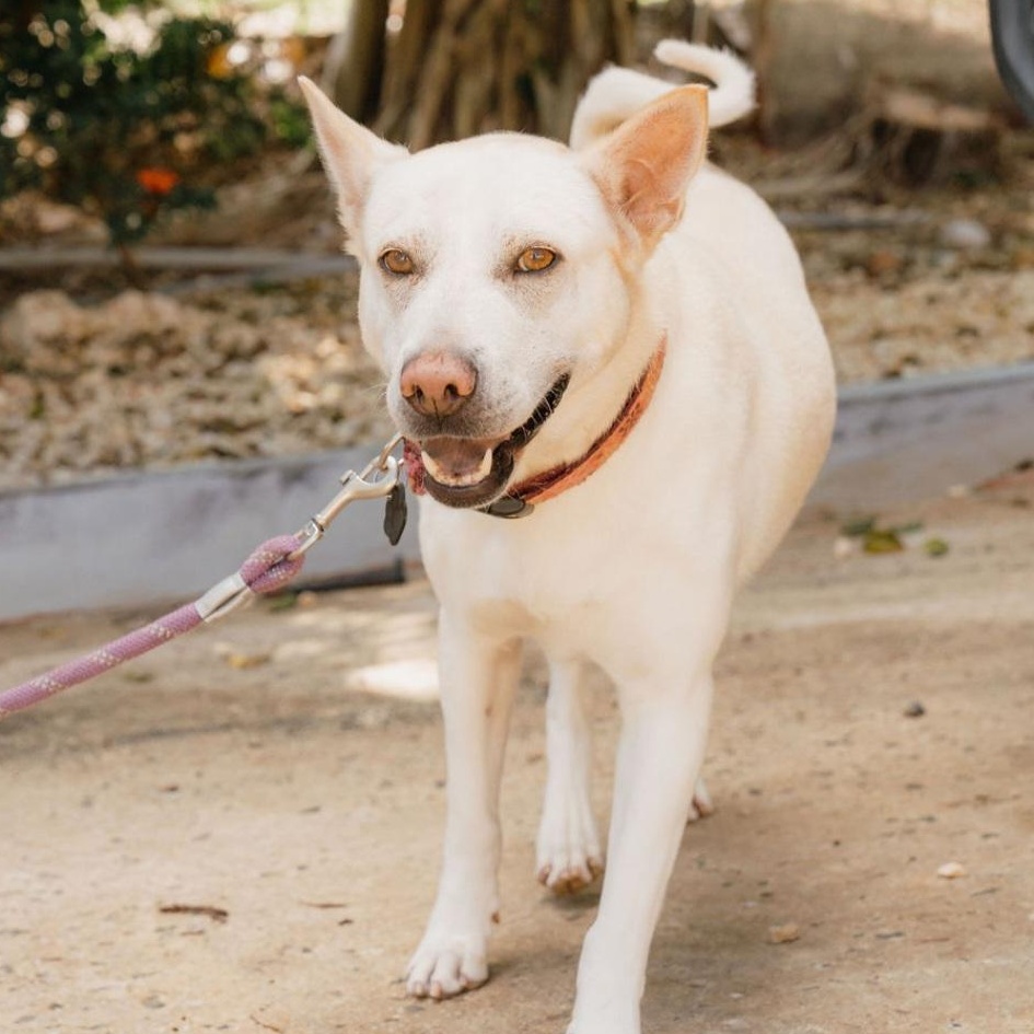 Perla, Adoptable, Young Female Husky & Akita.