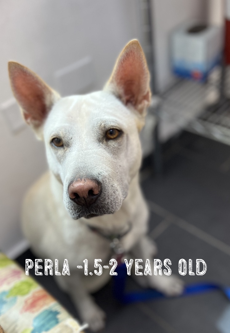 Enlarge Perla, a Adoptable mixed breed in Rincon, PR image 2/14