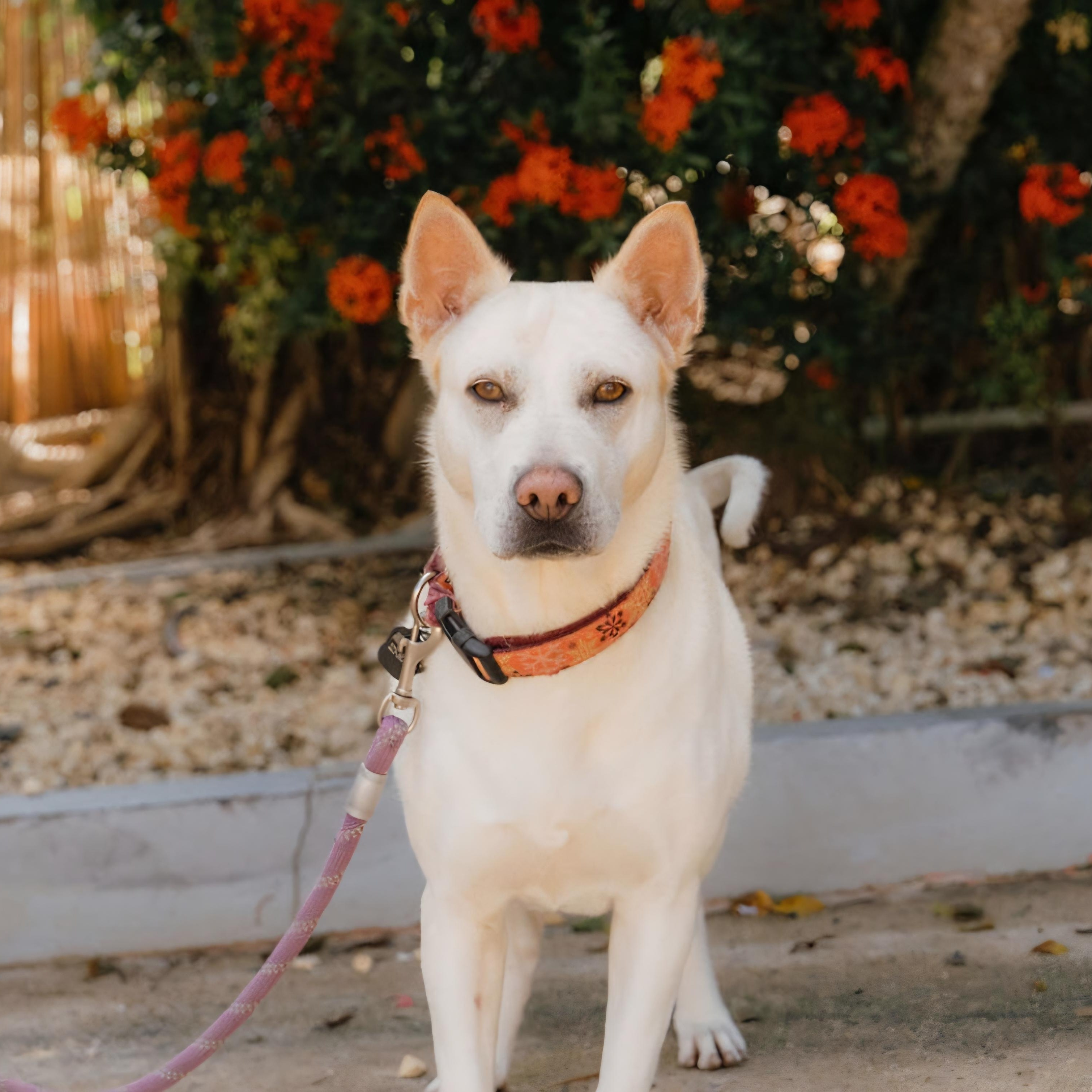 Perla, Adoptable, Young Female Husky & Akita.