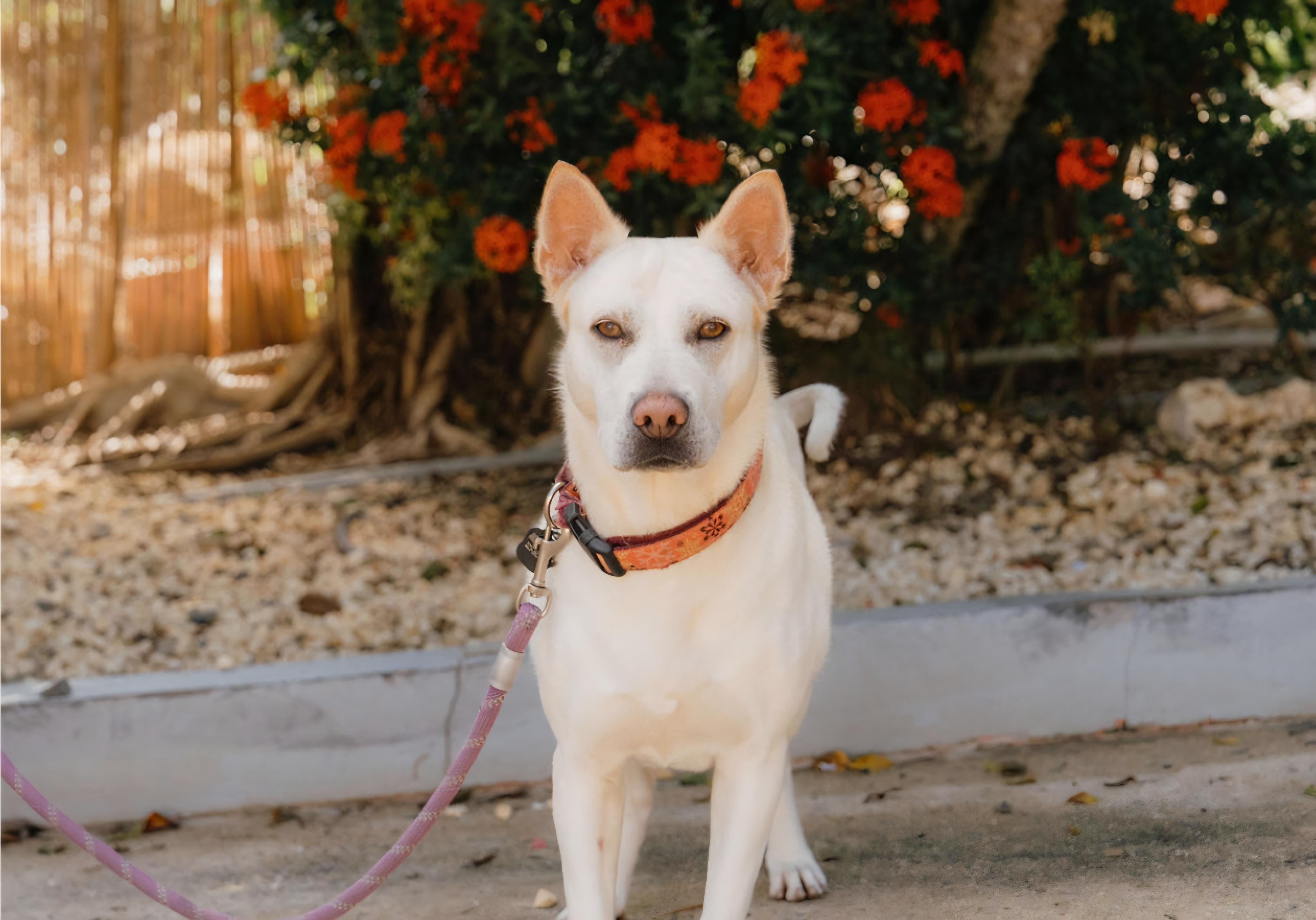 Enlarge Perla, a Adoptable mixed breed in Rincon, PR image 3/6