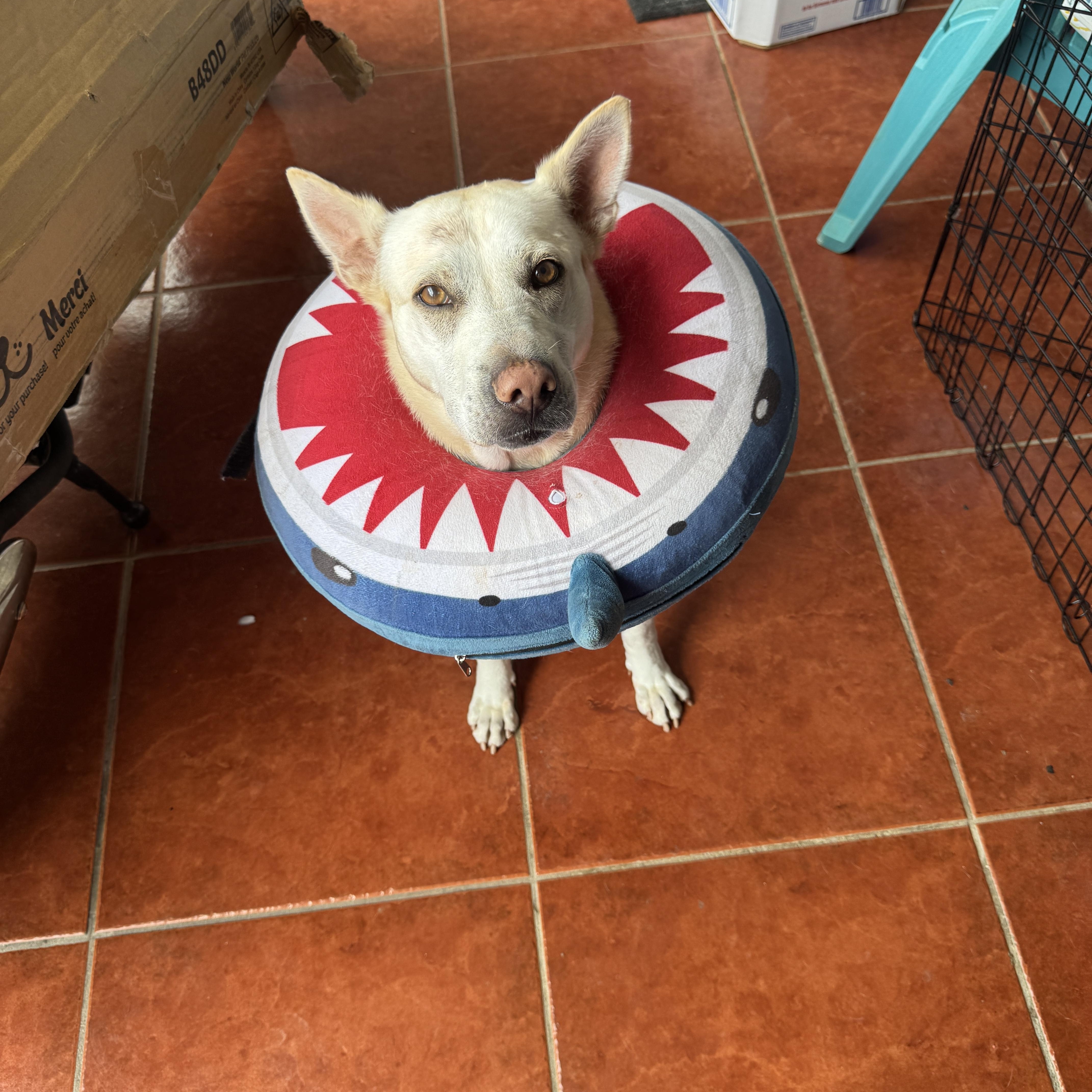 Enlarge Perla, a Adoptable mixed breed in Rincon, PR image 6/6