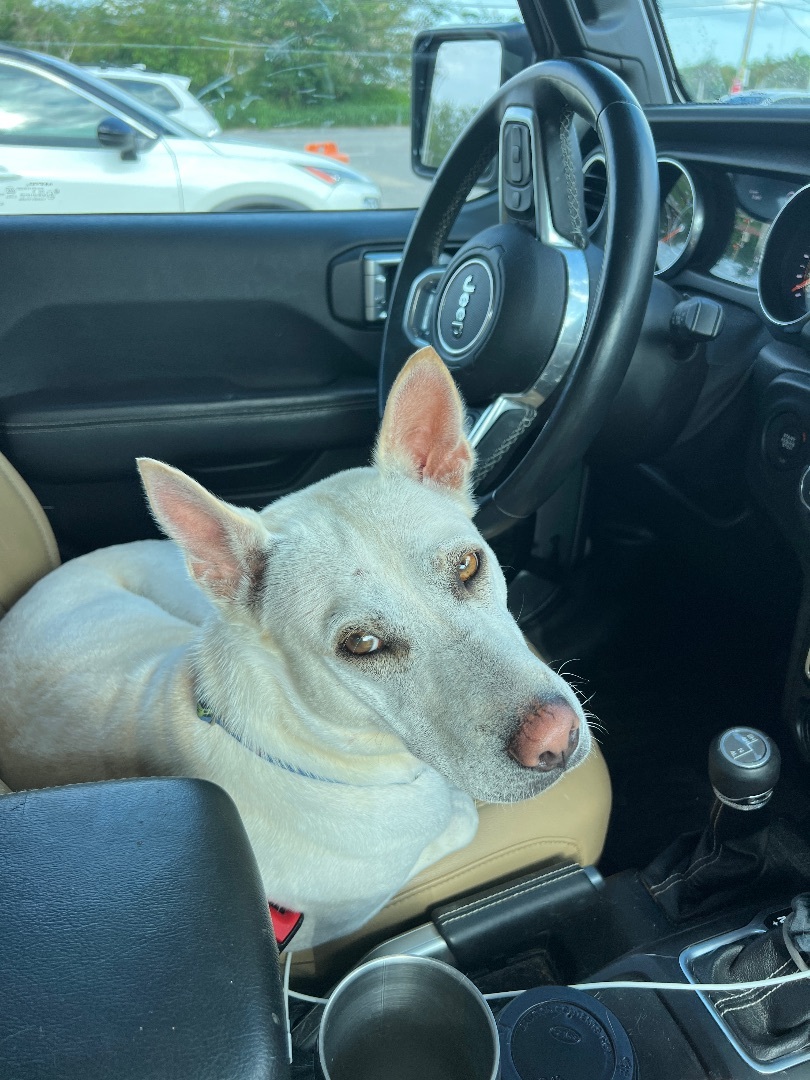 Enlarge Perla, a Adoptable mixed breed in Rincon, PR image 4/14