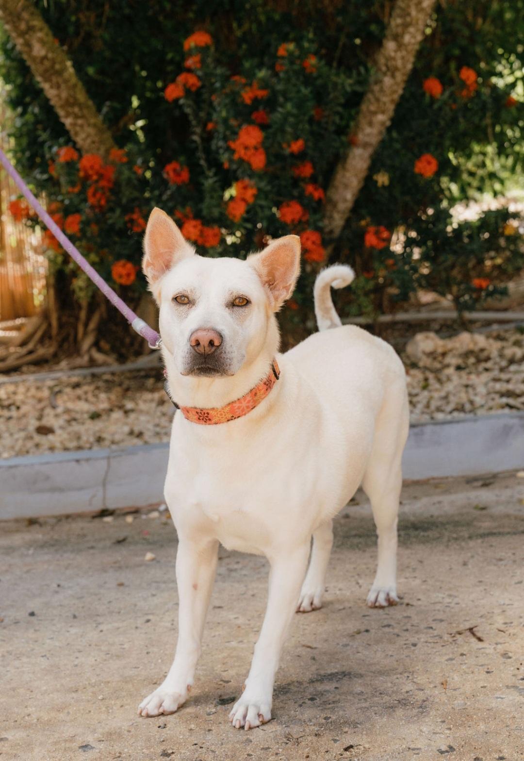 Enlarge Perla, a Adoptable mixed breed in Rincon, PR image 4/6