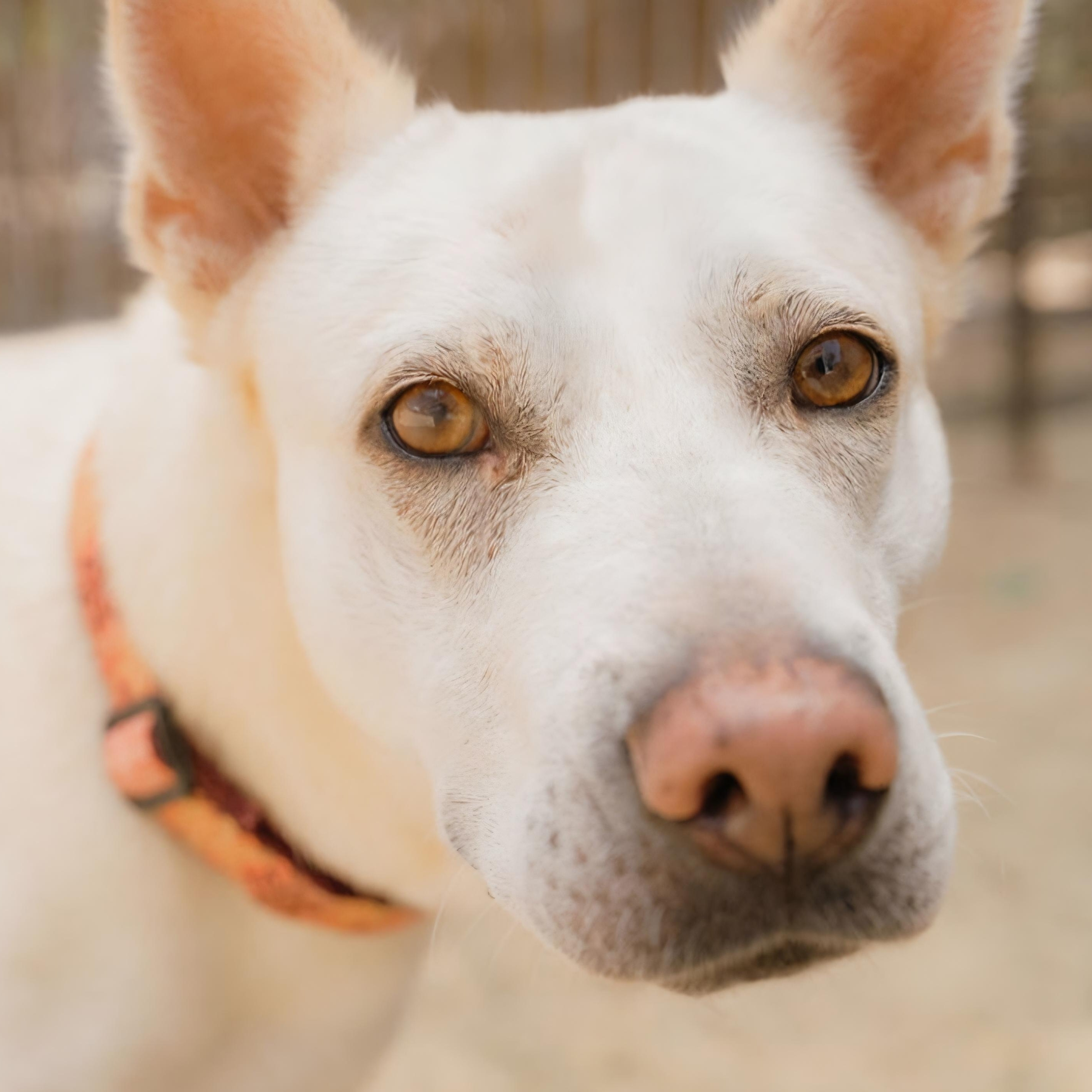 Perla, Adoptable, Young Female Husky & Akita.