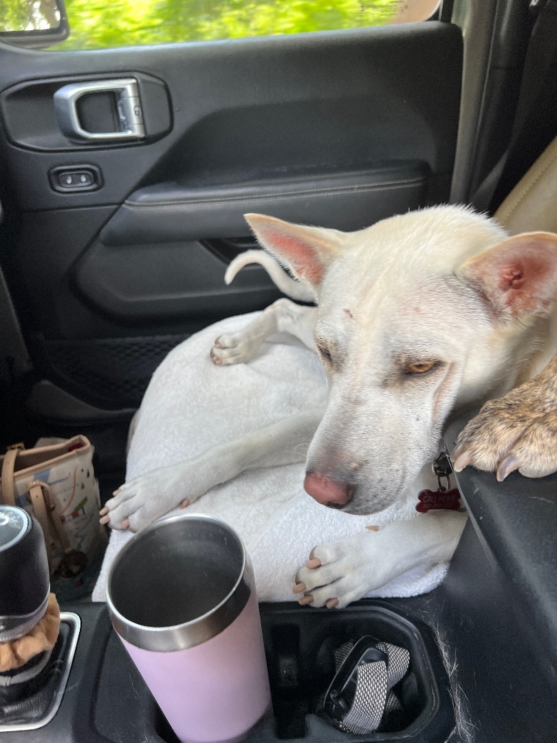 Enlarge Perla, a Adoptable mixed breed in Rincon, PR image 5/14