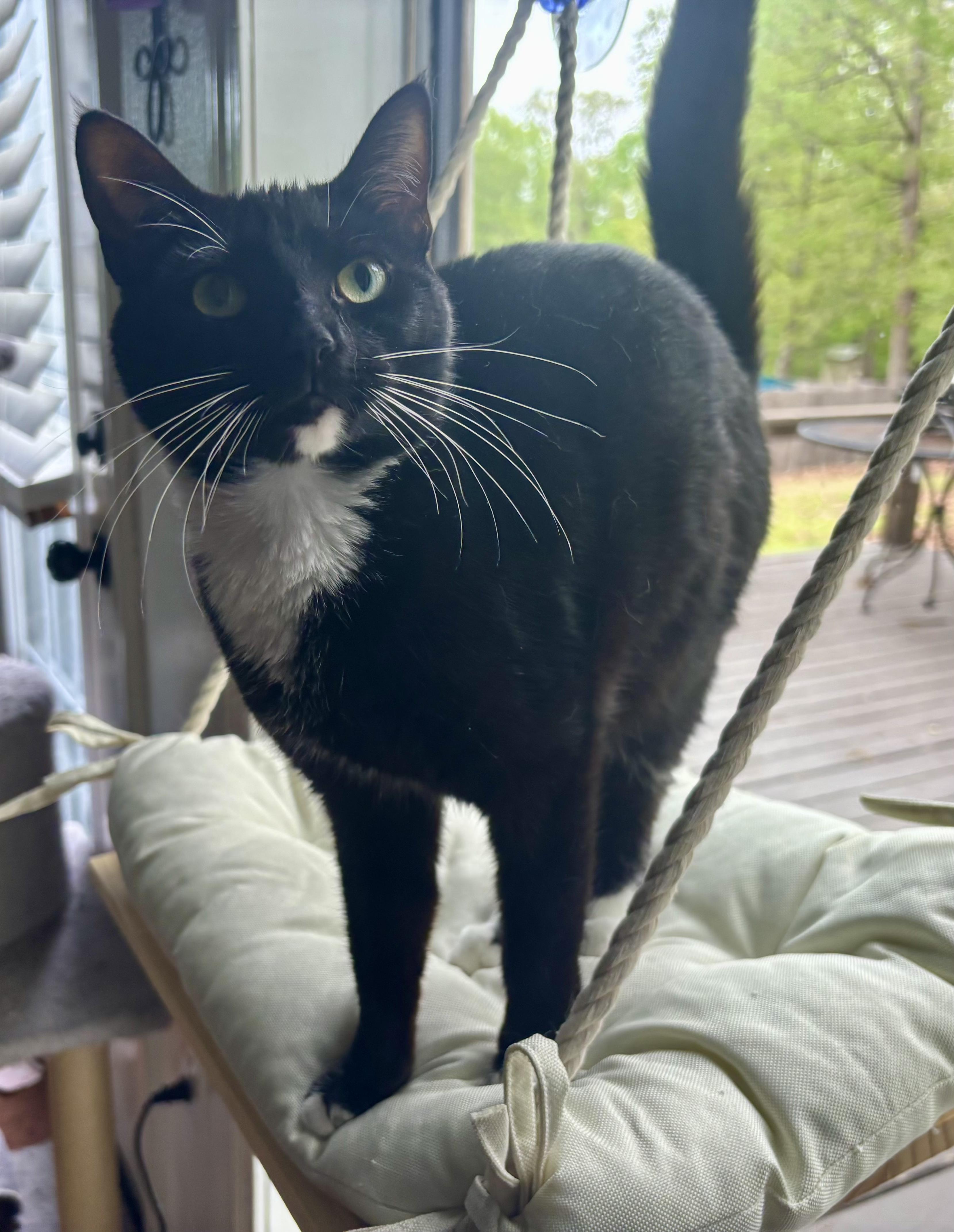 Isabella, Young Female American Shorthair