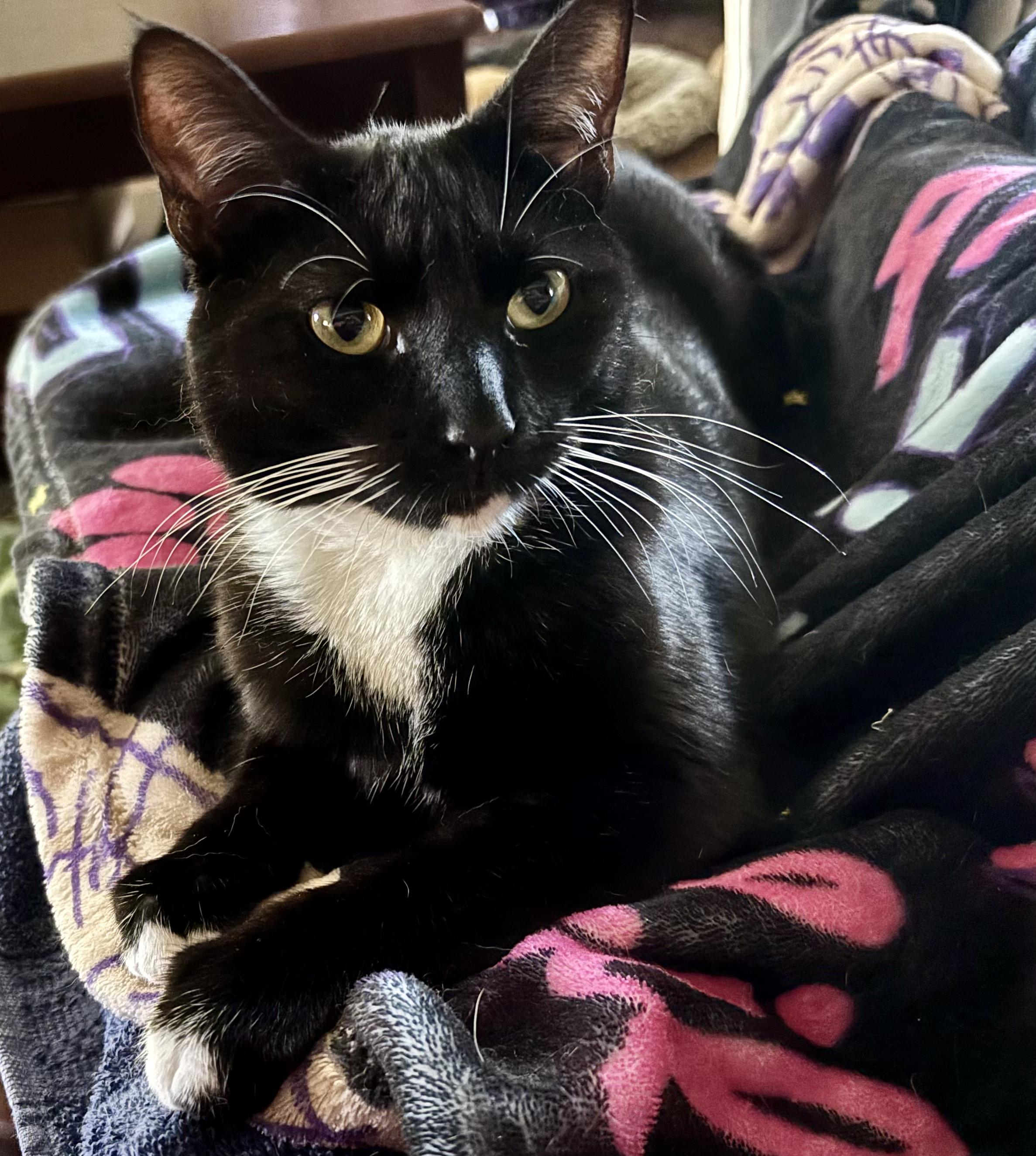 Isabella, an adoptable American Shorthair in Horseshoe Bend, AR, 72512 | Photo Image 3