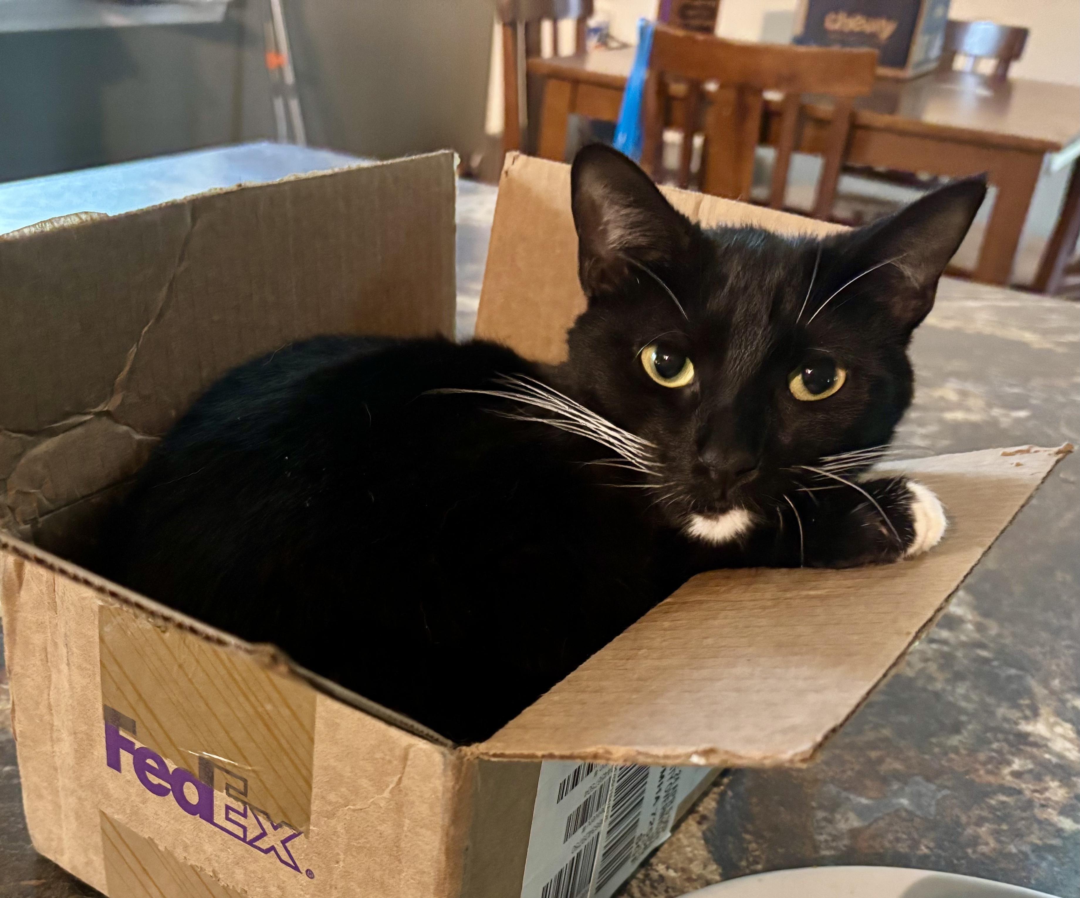 Isabella, an adoptable American Shorthair in Horseshoe Bend, AR, 72512 | Photo Image 5