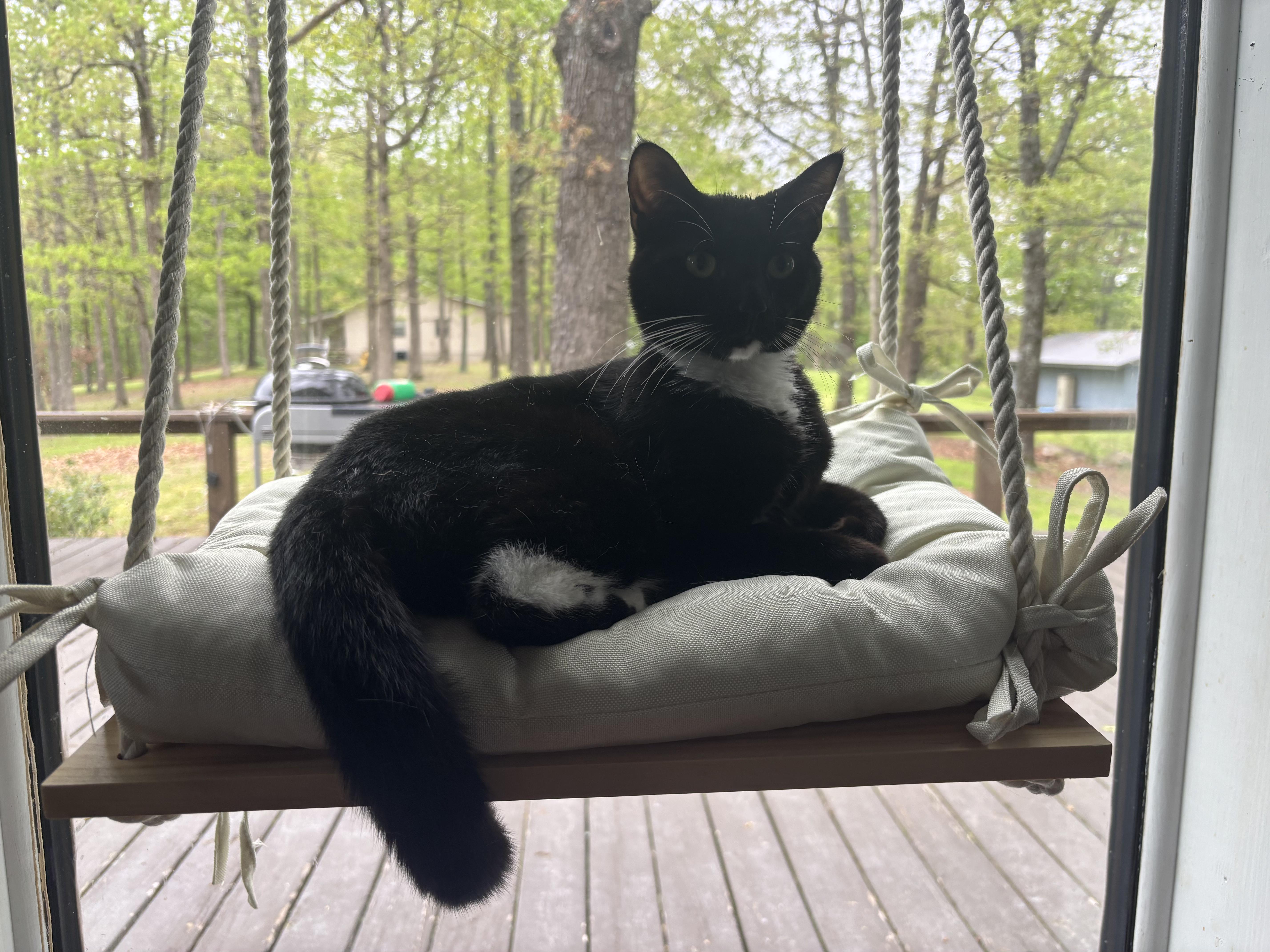 Isabella, an adoptable American Shorthair in Horseshoe Bend, AR, 72512 | Photo Image 2