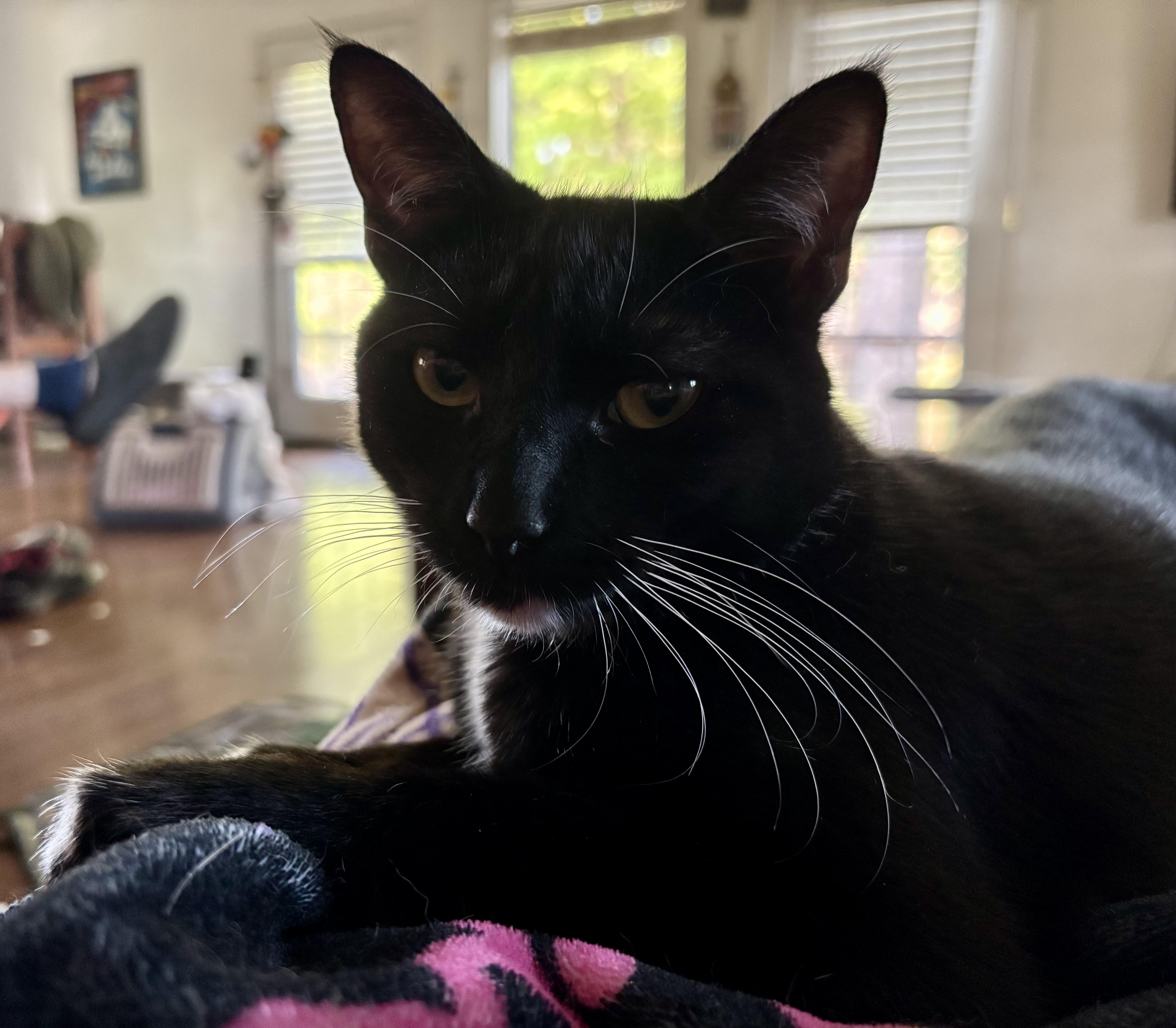 Isabella, an adoptable American Shorthair in Horseshoe Bend, AR, 72512 | Photo Image 4