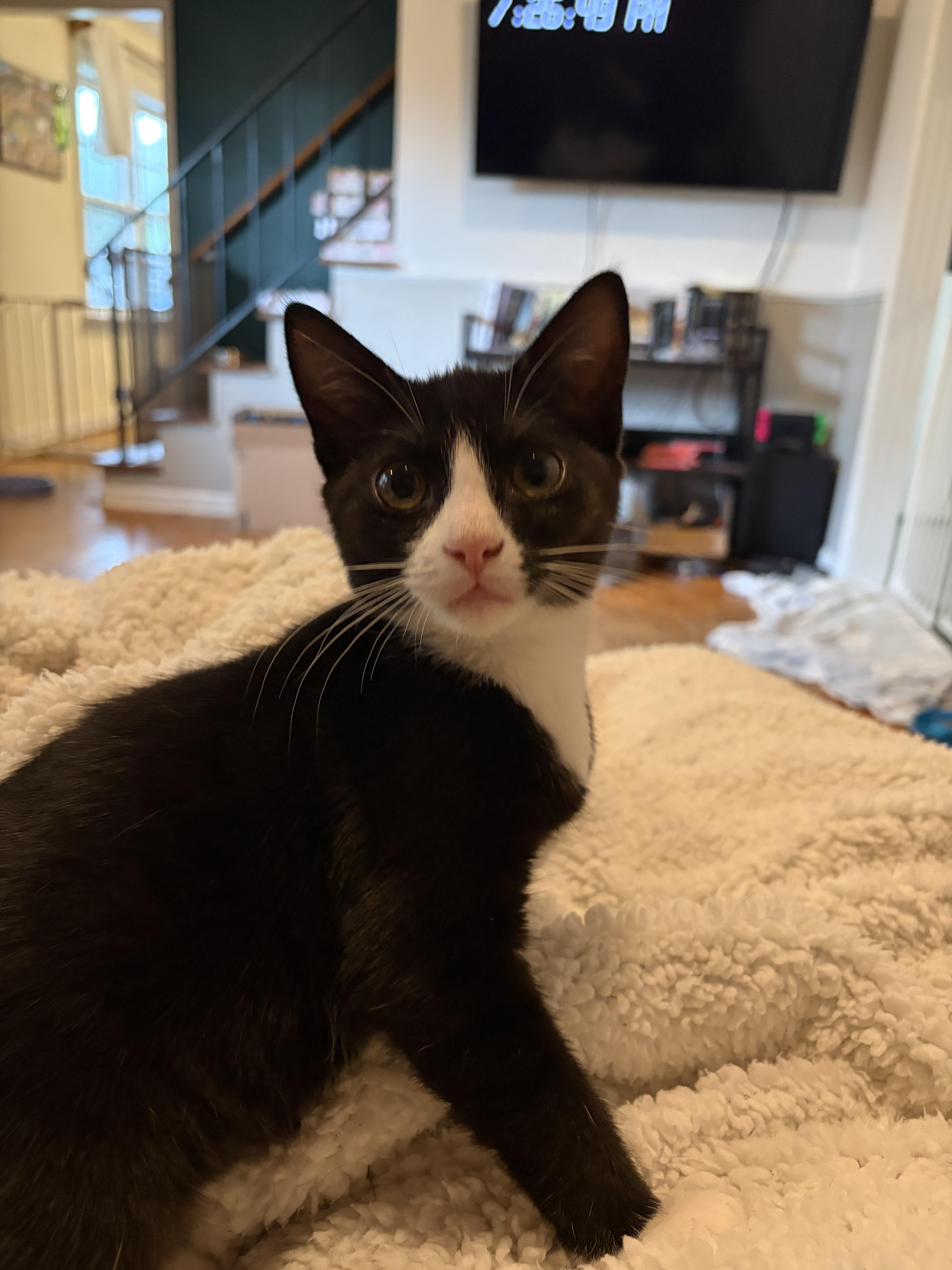 Goose, adopted, Kitten Male Domestic Short Hair.