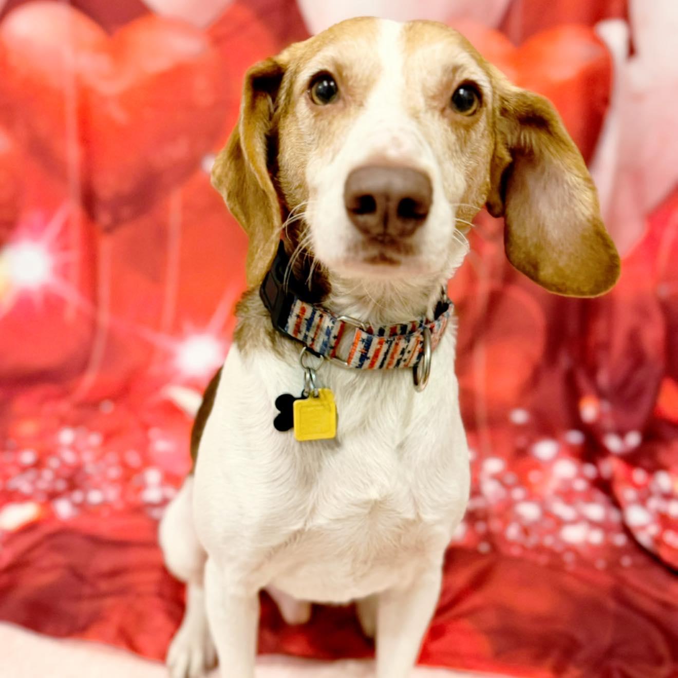 Enlarge Petey, an adoptable mixed breed in Phoenixville, PA image 1/6