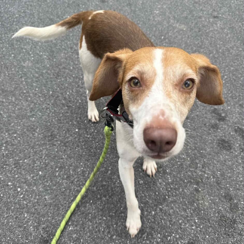 Enlarge Petey, an adoptable mixed breed in Phoenixville, PA image 6/6