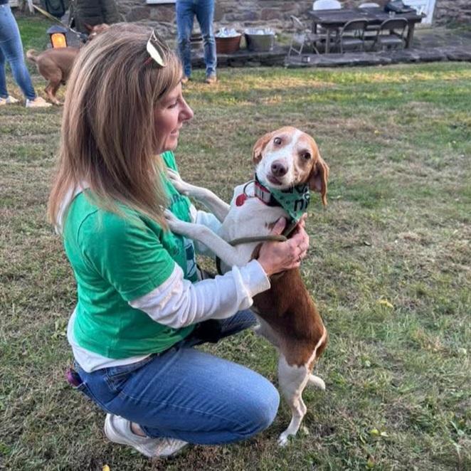 Sweet Petey, adoptable, Young Male Beagle.