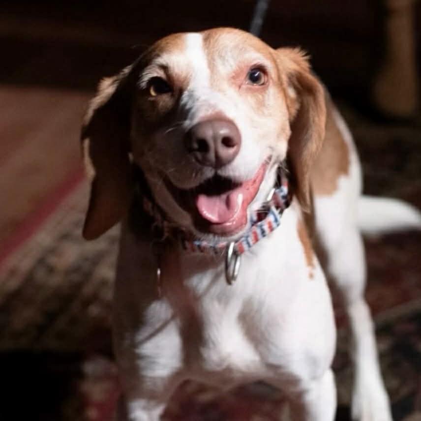 Enlarge Petey, an adoptable mixed breed in Phoenixville, PA image 2/6