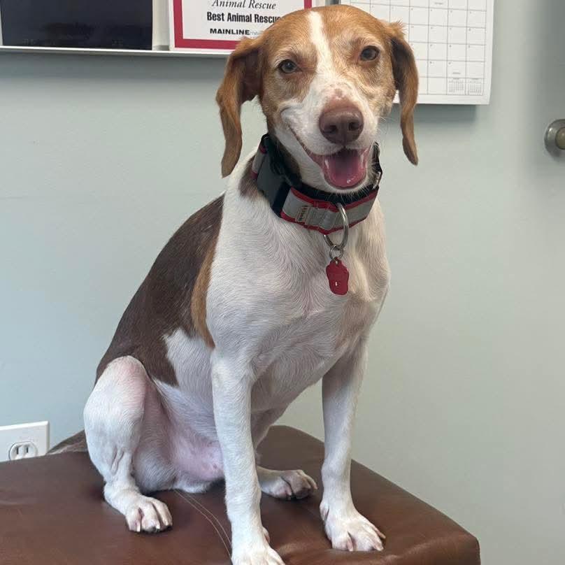 Enlarge Petey, an adoptable mixed breed in Phoenixville, PA image 3/6