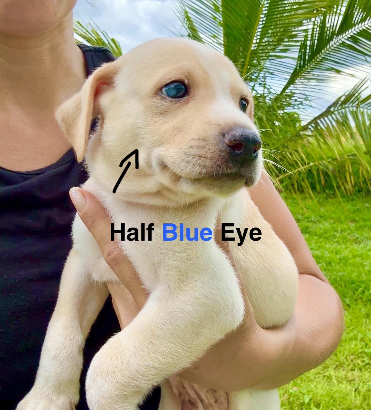 Enlarge Ónix - Blue Eye, Smart, Loving Boy Puppy *LOW FEE*, a Adoptable mixed breed in Brooklyn , NY image 3/6
