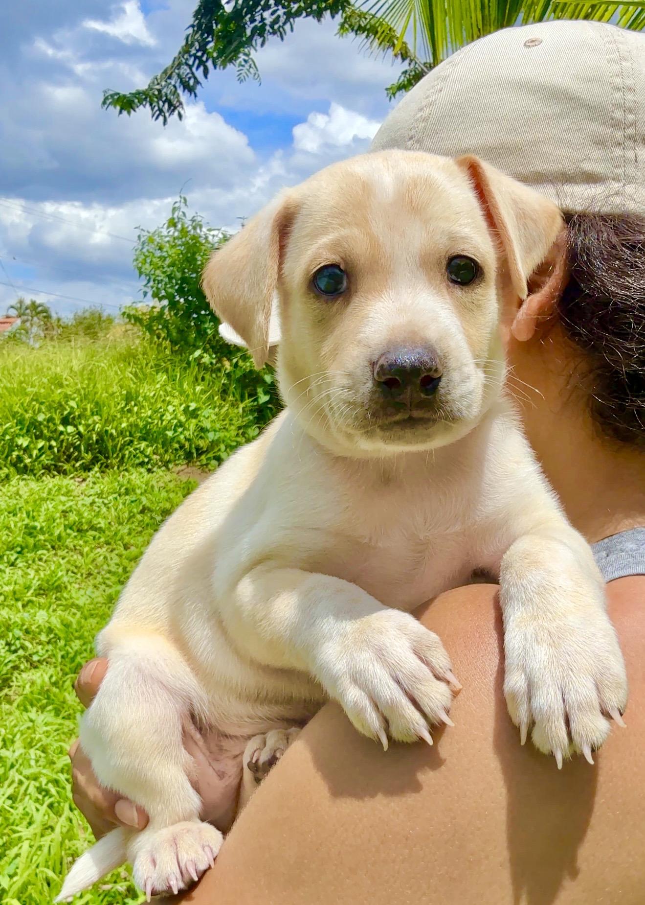 Ónix - Blue Eye, Smart, Loving Boy Puppy *LOW FEE*, Adoptable, Puppy Male Labrador Retriever & Dachshund.