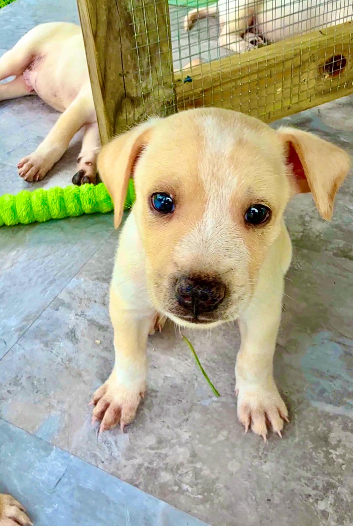 Enlarge Ónix - Blue Eye, Smart, Loving Boy Puppy *LOW FEE*, a Adoptable mixed breed in Brooklyn , NY image 4/6