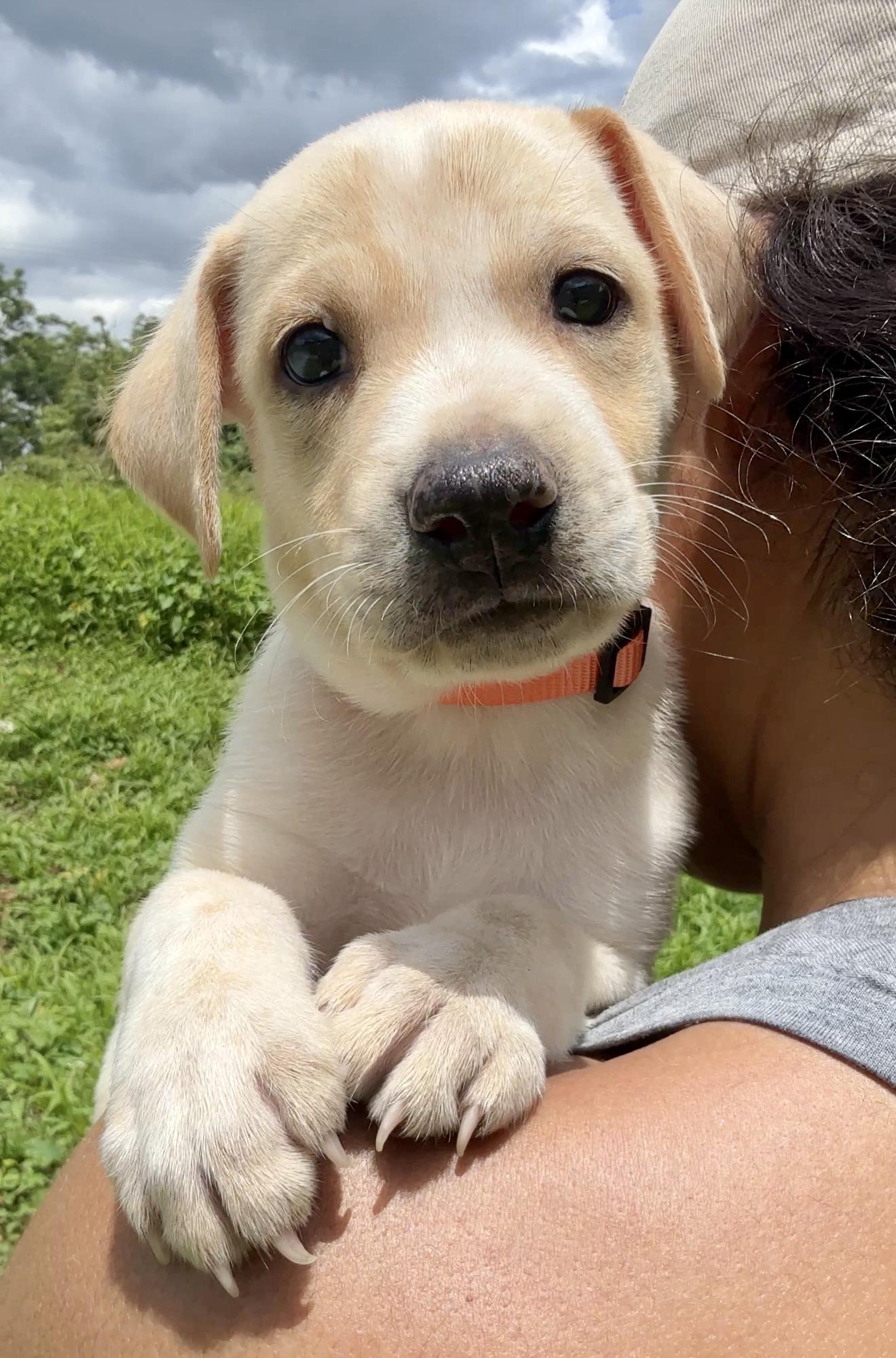 Enlarge Ónix - Blue Eye, Smart, Loving Boy Puppy *LOW FEE*, a Adoptable mixed breed in Brooklyn , NY image 5/6