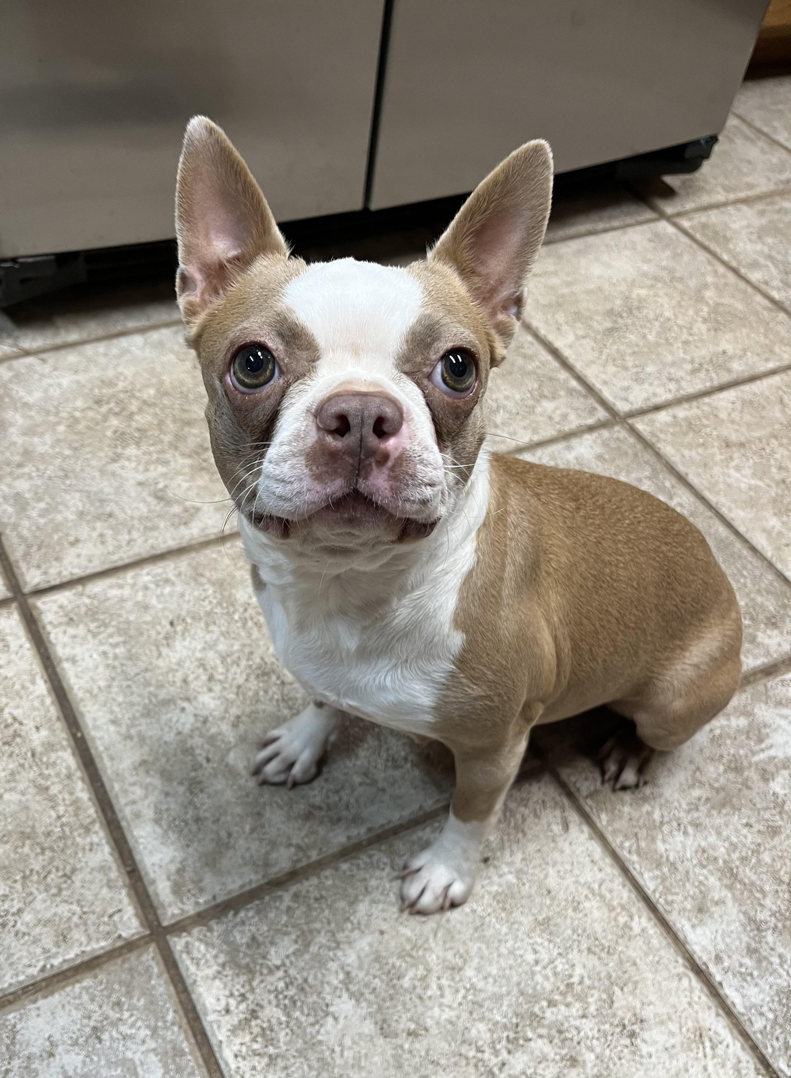 Cherry, adopted, Young Female Boston Terrier.