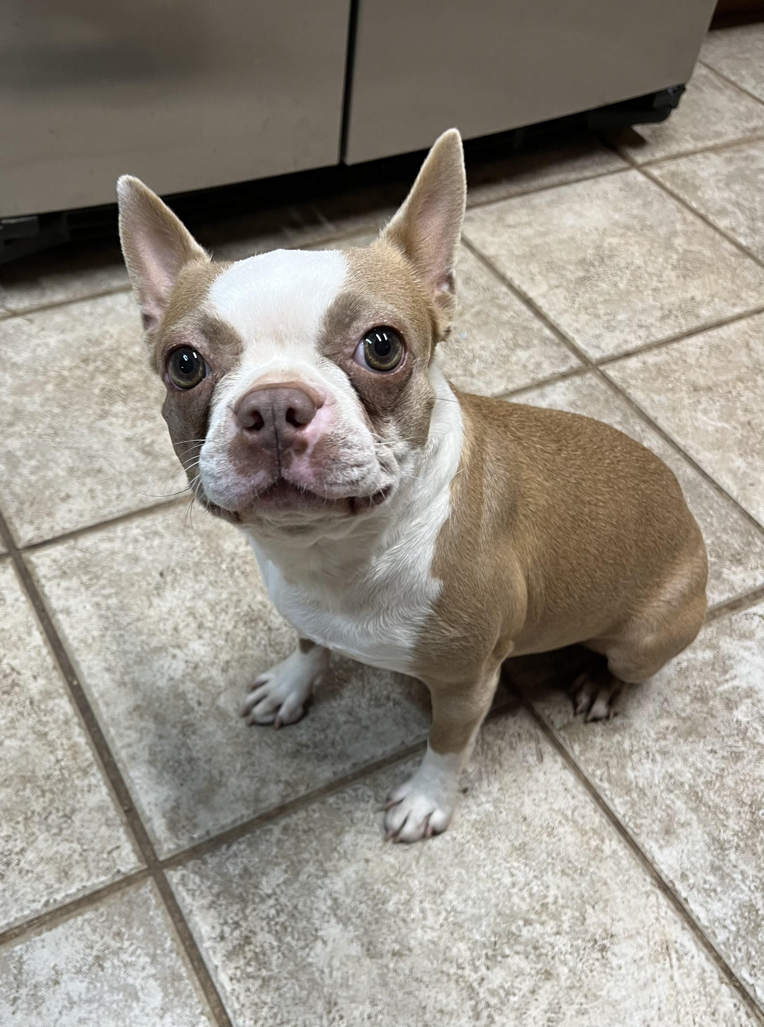 Enlarge Cherry, an adopted Boston Terrier in Greensboro, GA image 2/2