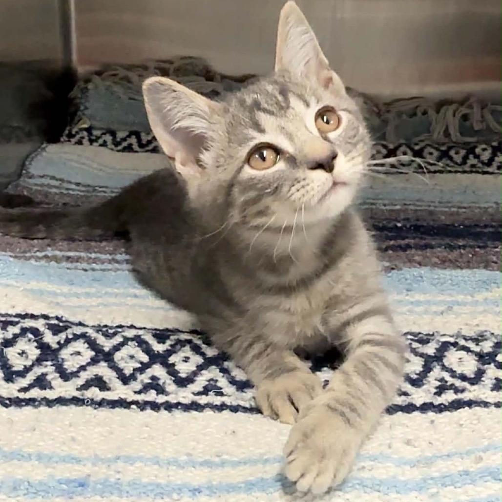 Pearl, Adoptable, Kitten Female Domestic Short Hair.