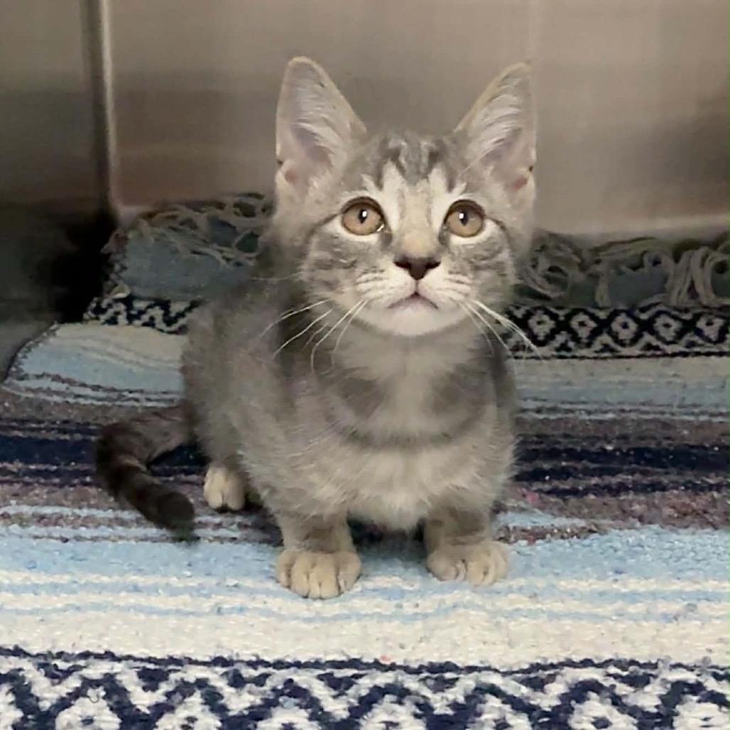 Enlarge Pearl, a Adoptable Domestic Short Hair in Walnut Cove, NC image 2/3