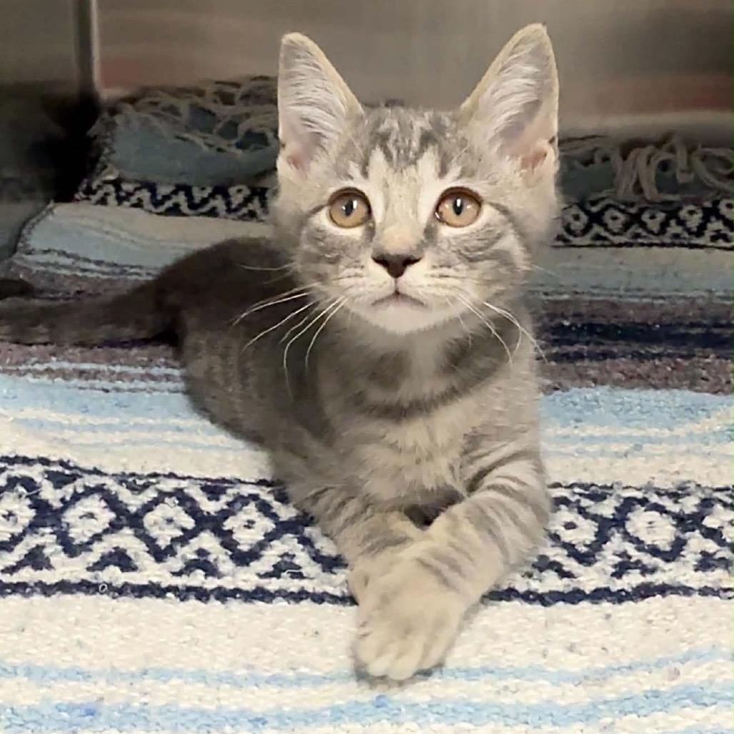Enlarge Pearl, a Adoptable Domestic Short Hair in Walnut Cove, NC image 3/3