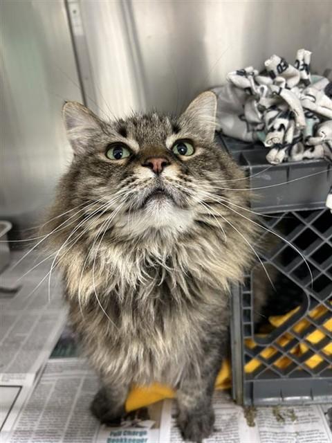 PENNY, Adoptable, Adult Female Domestic Long Hair.