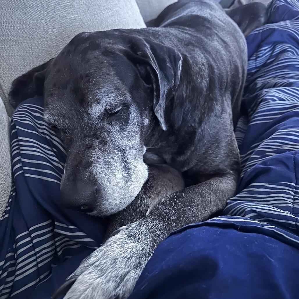 Zeus, Adoptable, Adult Male Great Dane.