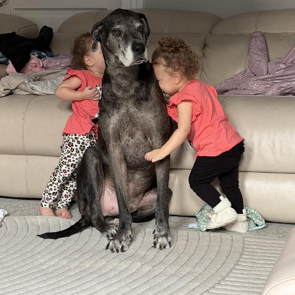 Zeus, a Adoptable Great Dane in Ferndale, MI image 3/6