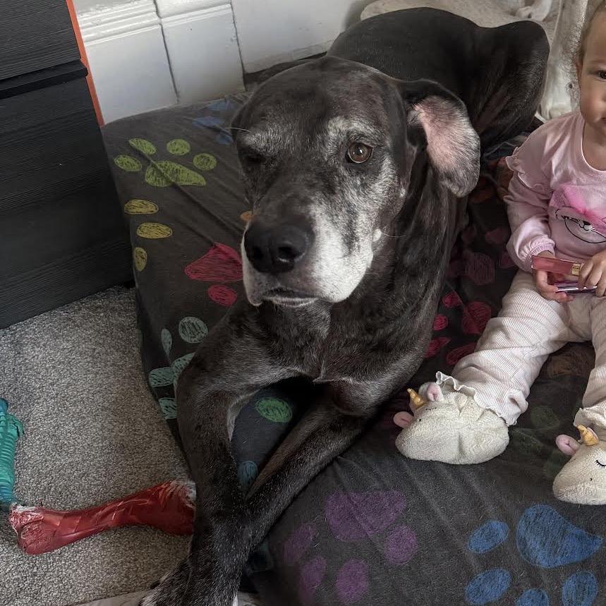 Zeus, a Adoptable Great Dane in Ferndale, MI image 4/6