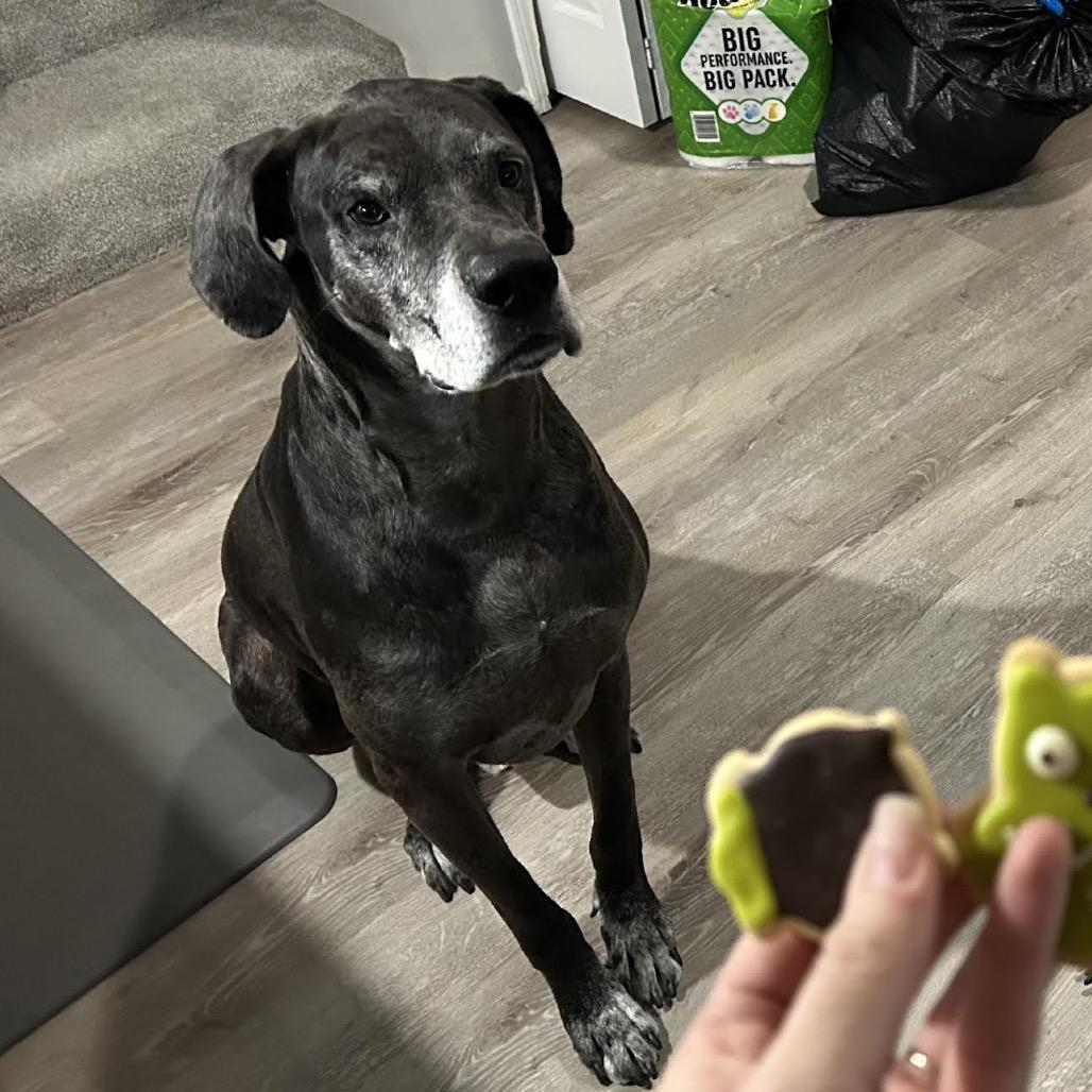 Zeus, a Adoptable Great Dane in Ferndale, MI image 5/6