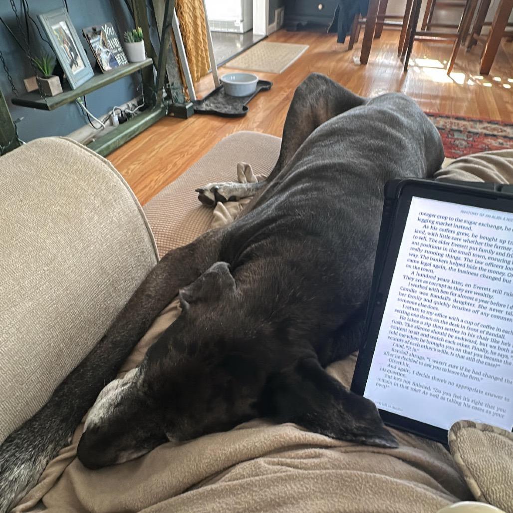 Zeus, a Adoptable Great Dane in Ferndale, MI image 6/6