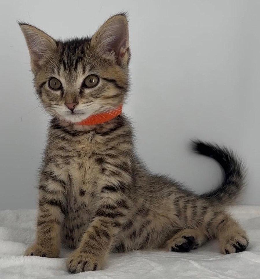 Kitten Olive, Adopted, Kitten Female Domestic Short Hair & Tabby.