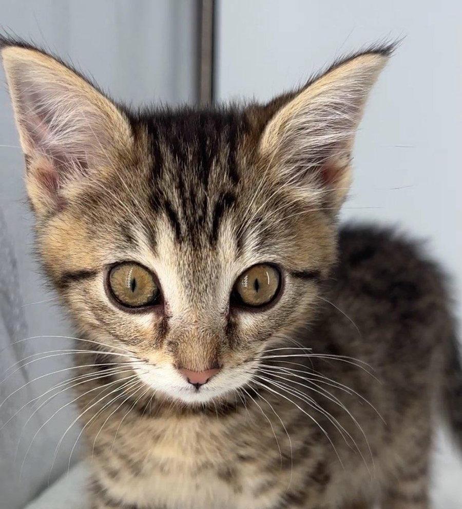 Enlarge Kitten Olive, a Adopted mixed breed in Cuyahoga Falls, OH image 2/3
