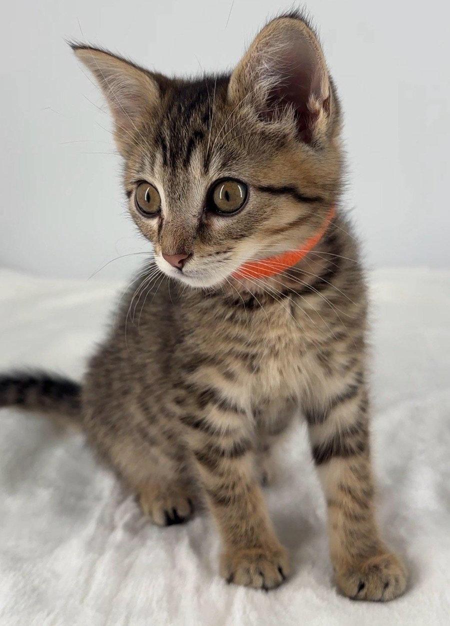 Enlarge Kitten Olive, a Adopted mixed breed in Cuyahoga Falls, OH image 3/3