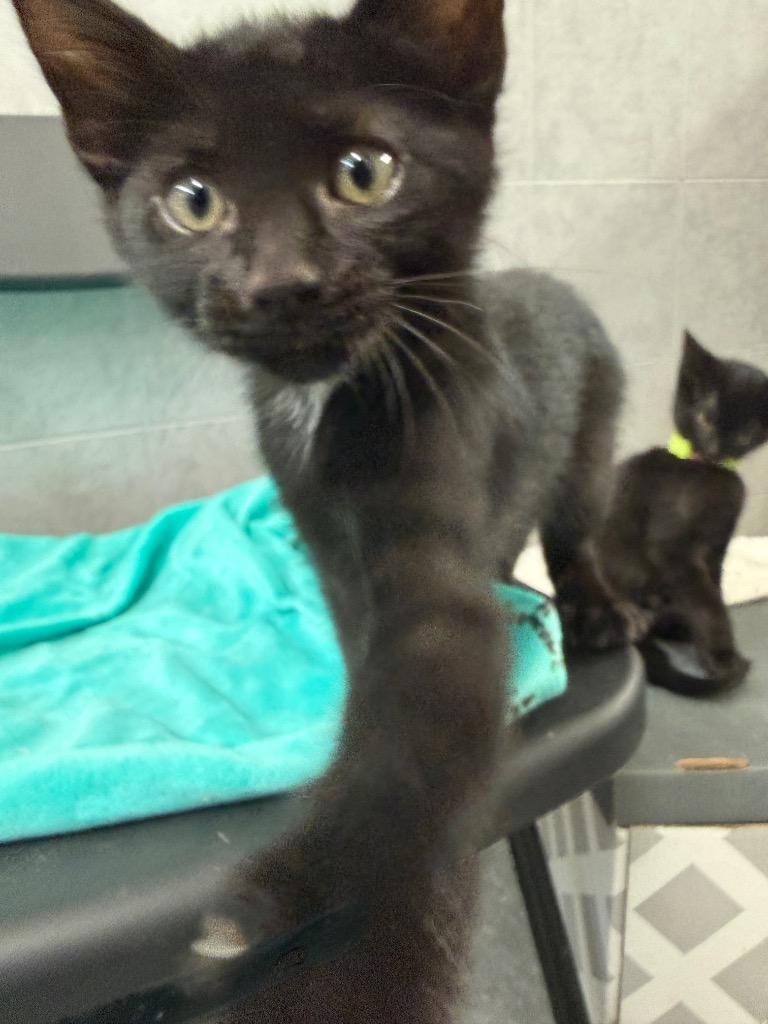Cadbury, Adoptable, Kitten Male Domestic Short Hair.