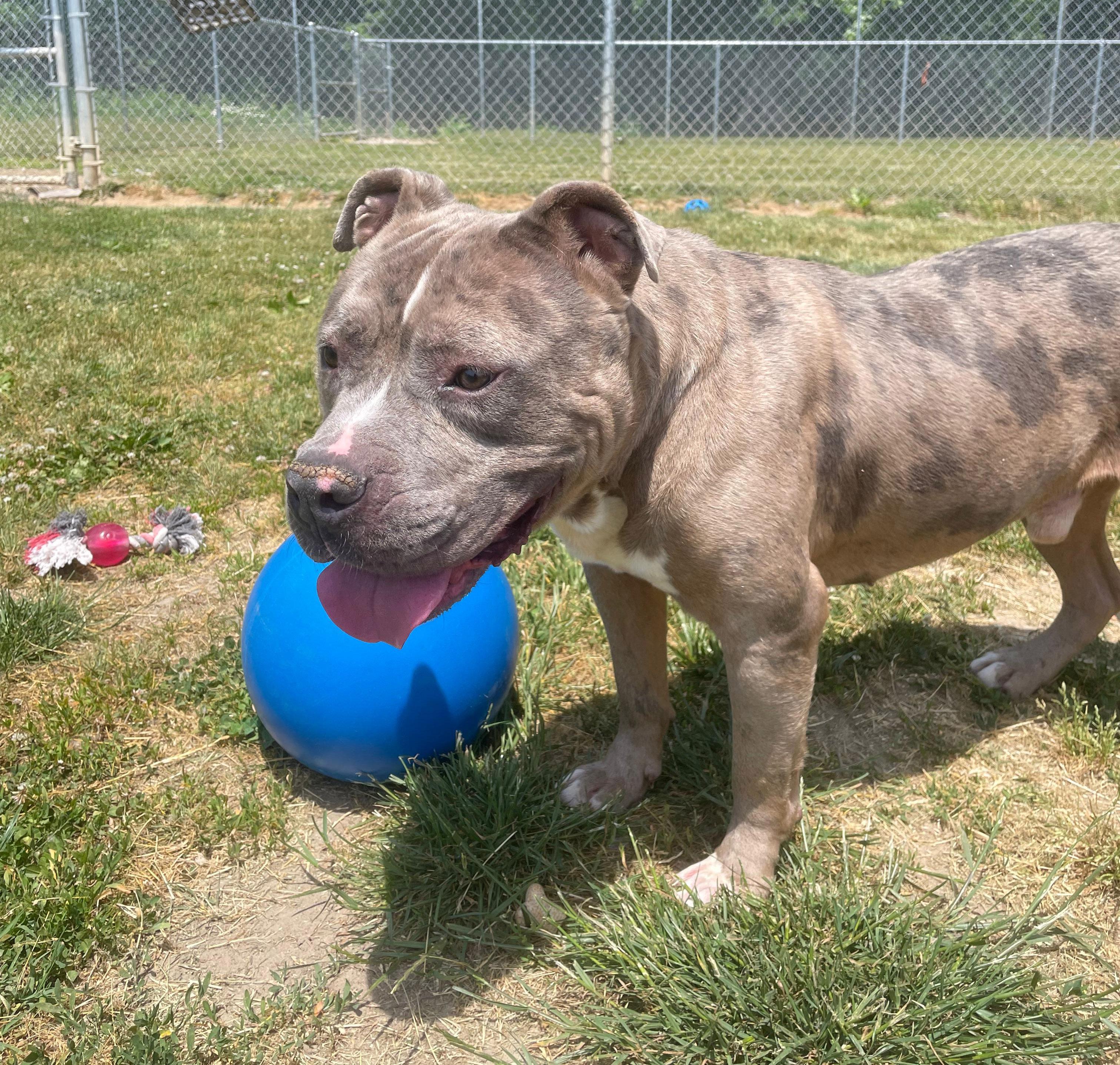 Goliath, ADOPTABLE, Adult Male American Bully.