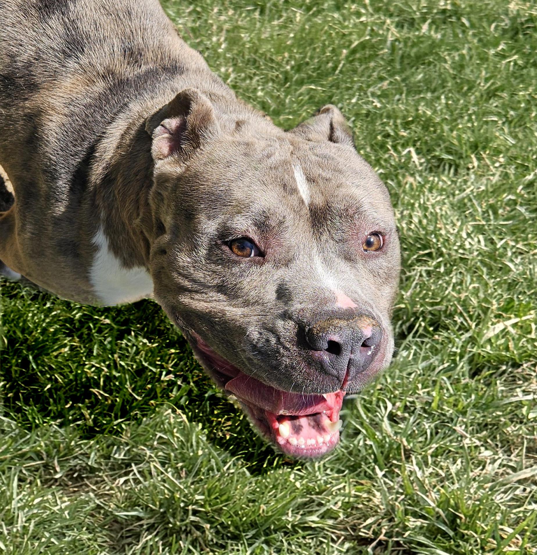 Enlarge Goliath, a ADOPTABLE mixed breed in Benton Harbor, MI image 2/6