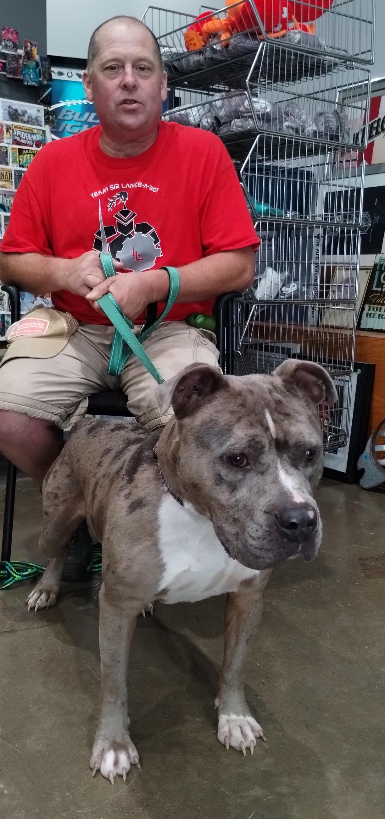 Goliath, a ADOPTABLE mixed breed in Benton Harbor, MI image 3/5