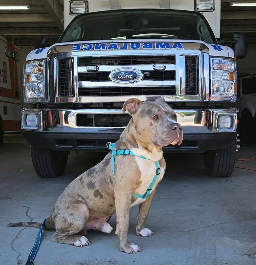 Goliath, ADOPTABLE, Adult Male American Bully.