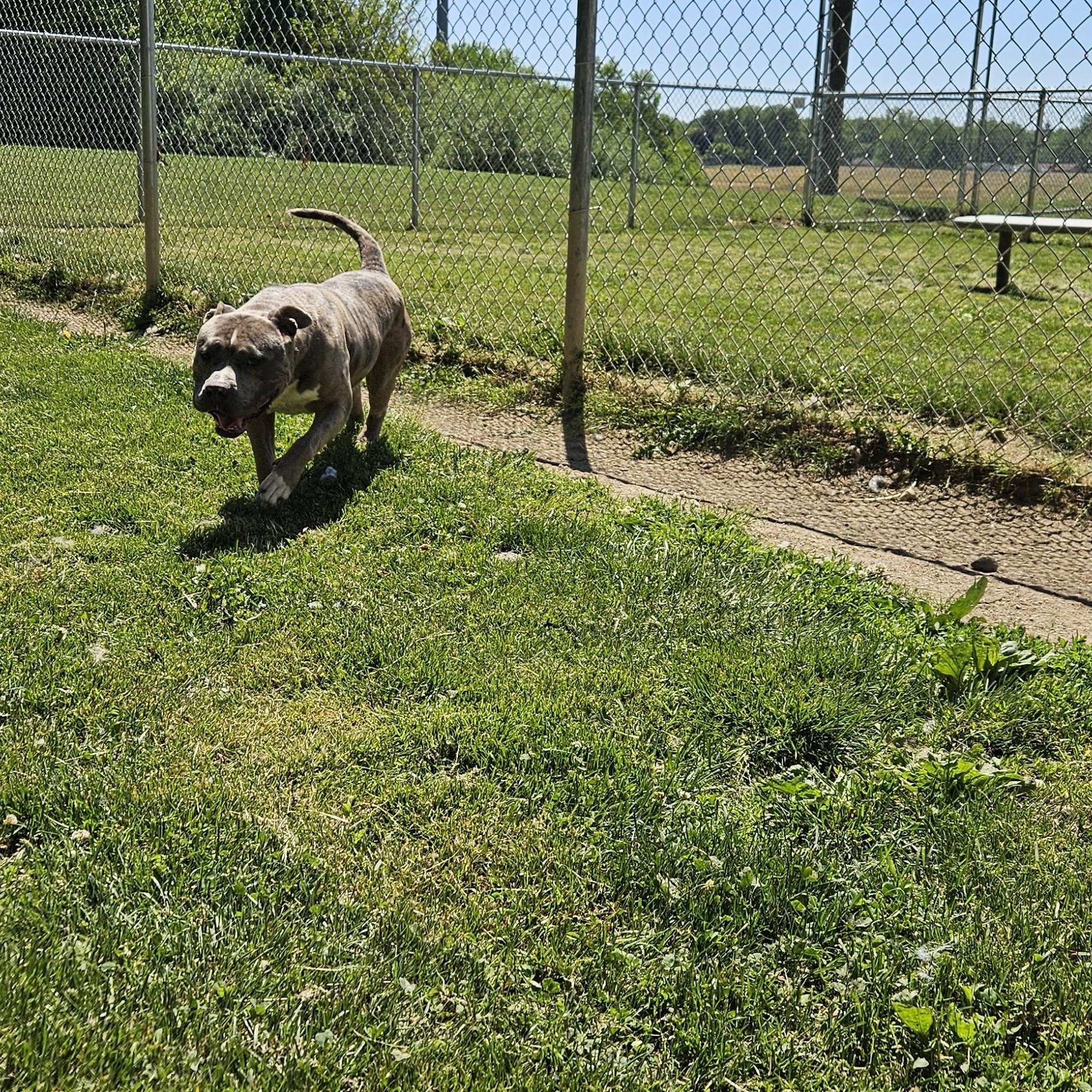 Enlarge Goliath, a ADOPTABLE mixed breed in Benton Harbor, MI image 5/6