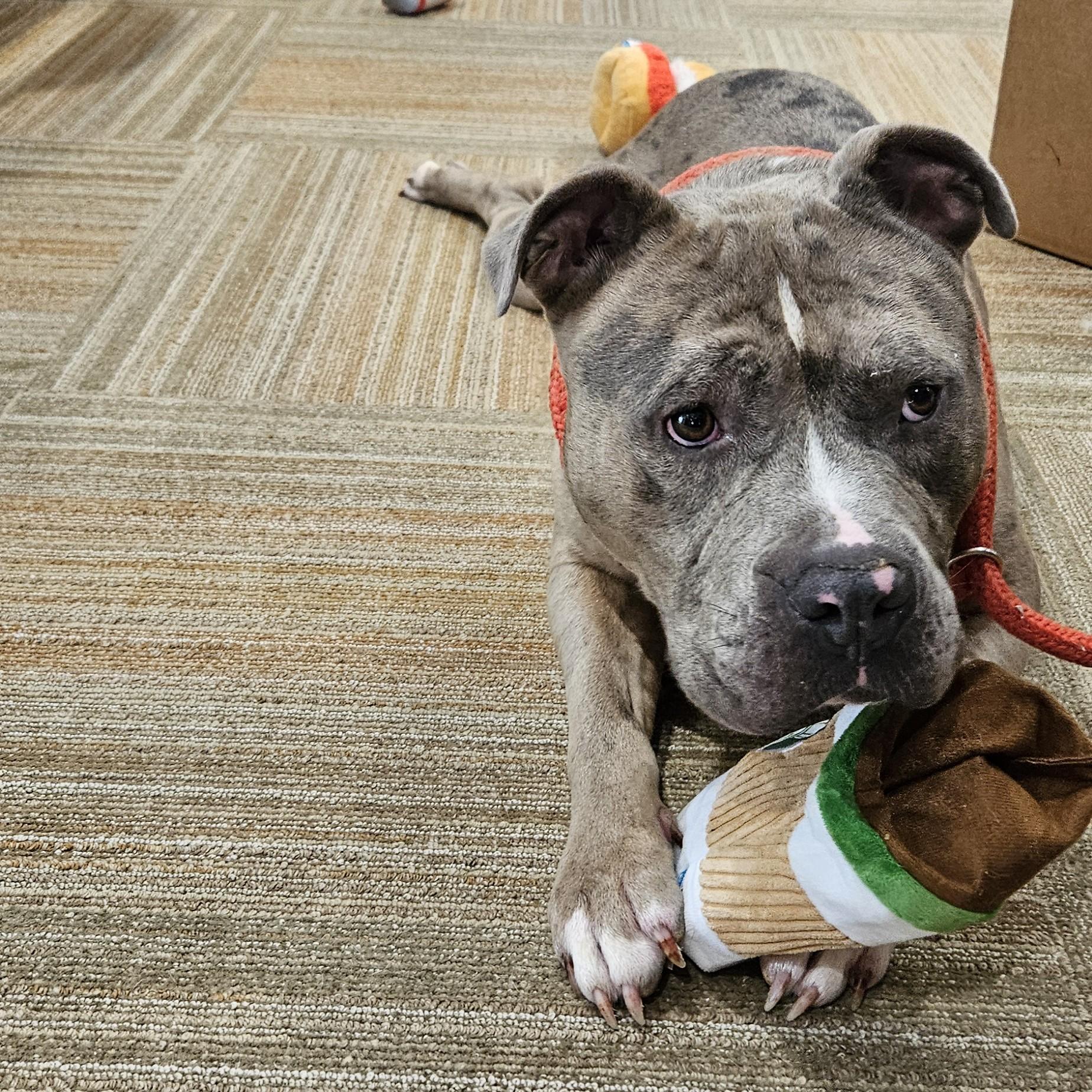 Goliath, a ADOPTABLE mixed breed in Benton Harbor, MI image 3/6